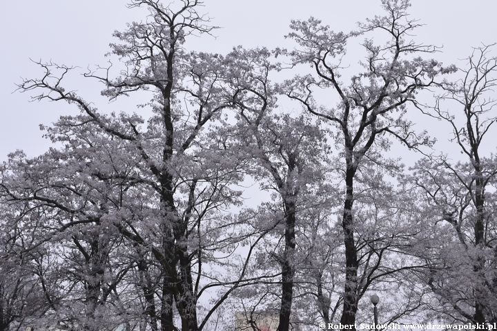 Robinia biała - strąki w grudniu