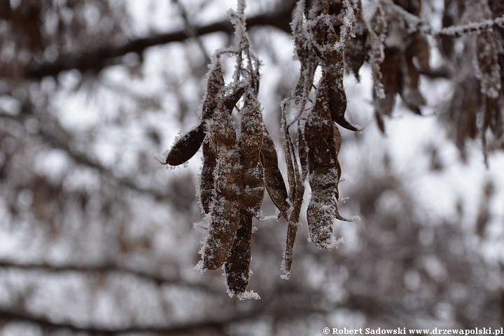 Robinia biała - strąki w grudniu