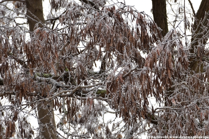 Robinia biała - strąki w grudniu