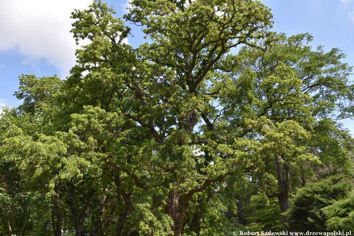 Robinia akacjowa 'Tortuosa' latem
