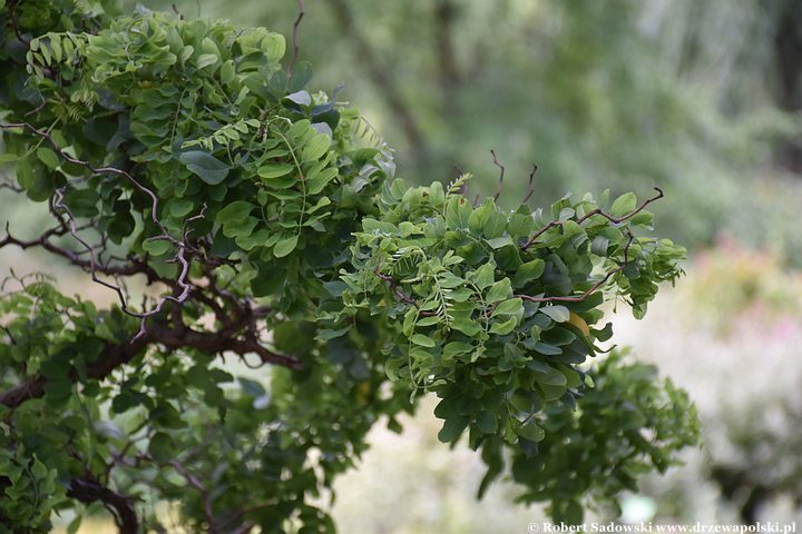 Robinia akacjowa 'Tortuosa' latem