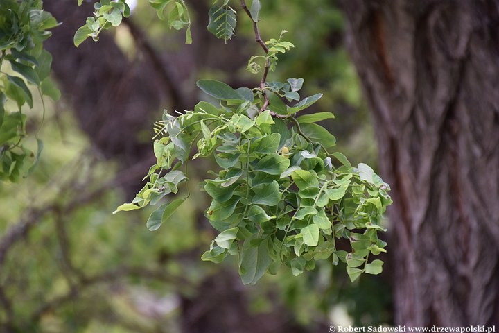Robinia akacjowa 'Tortuosa' latem