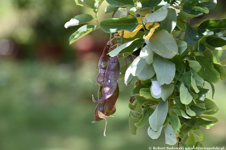 Robinia akacjowa 'Tortuosa' latem