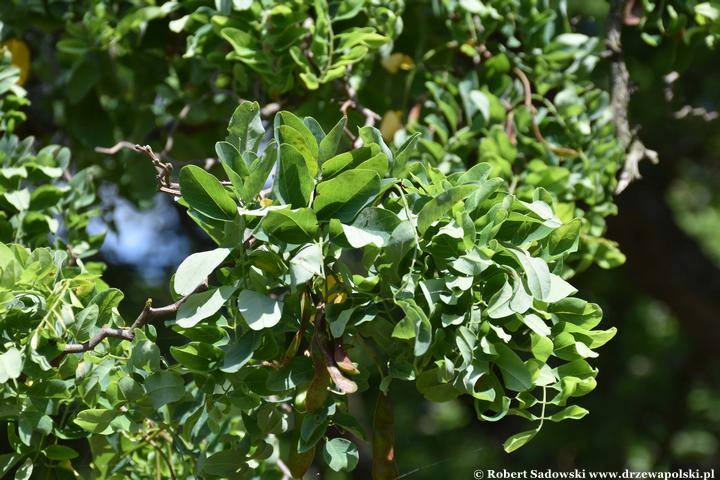 Robinia akacjowa 'Tortuosa' latem