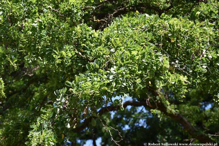 Robinia akacjowa 'Tortuosa' latem