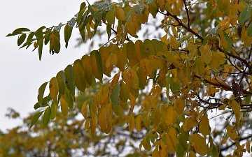 Robinia biała gałązka jesienią