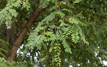 Robinia biała gałązka latem