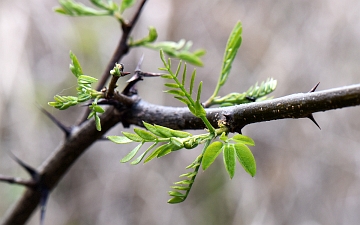 Robinia biała gałązka wiosną