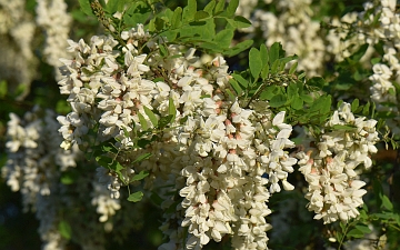 Robinia biała kwiatostany