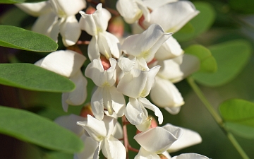 Robinia biała kwiaty