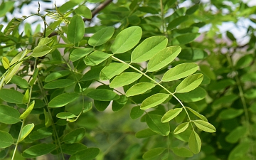 Robinia biała liść