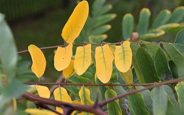 Robinia biała liść jesienią