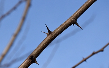 Robinia biała młode pędy