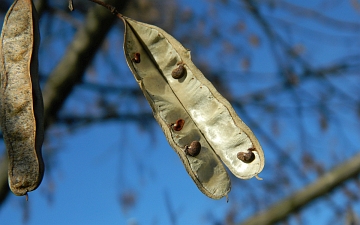 Robinia biała nasiona