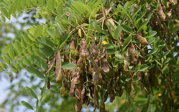 Robinia biała owoce latem