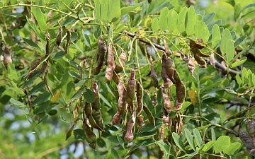 Robinia biała owoce latem