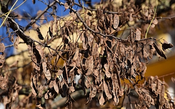 Robinia biała owoce