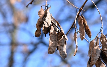 Robinia biała owoce na przedwiośniu