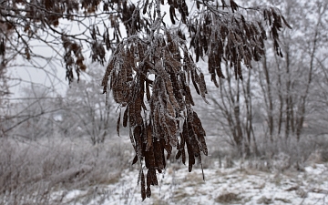 Robinia biała owoce zimą