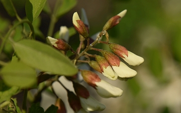 Robinia biała pąki kwiatowe