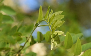 Robinia biała pierwszy liść