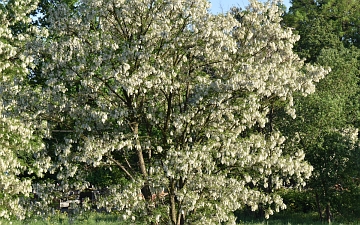 Robinia biała pokrój latem