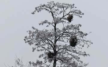 Robinia biała pokrój zimą