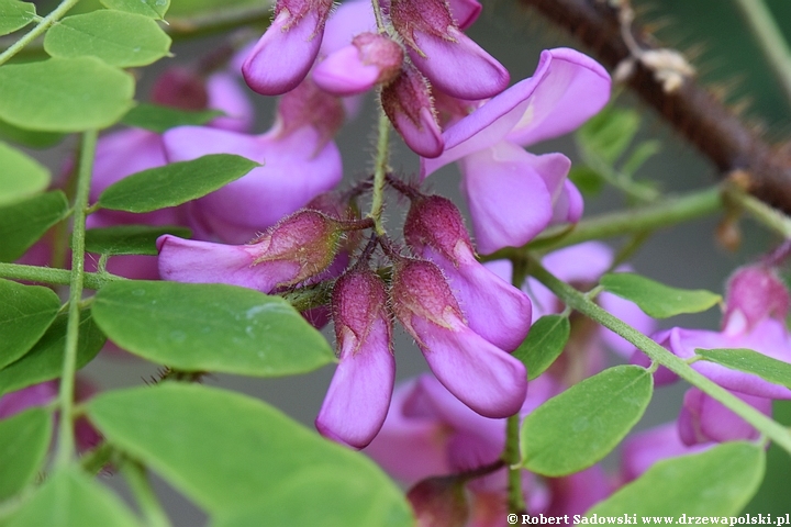 Robinia szczeciniasta - kwitnienie