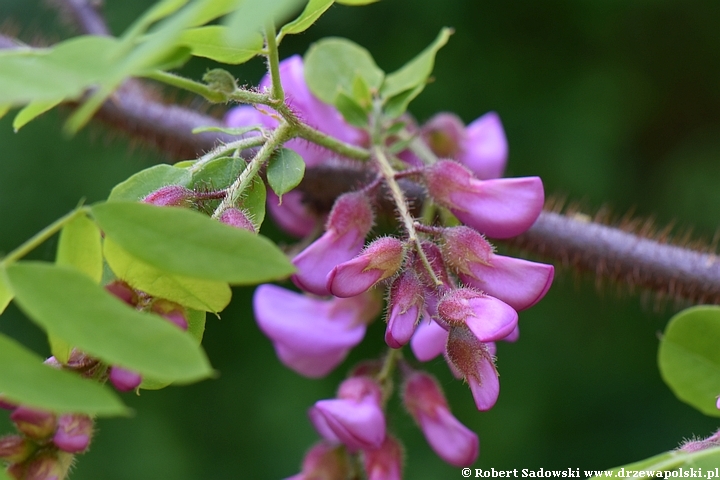 Robinia szczeciniasta - kwitnienie