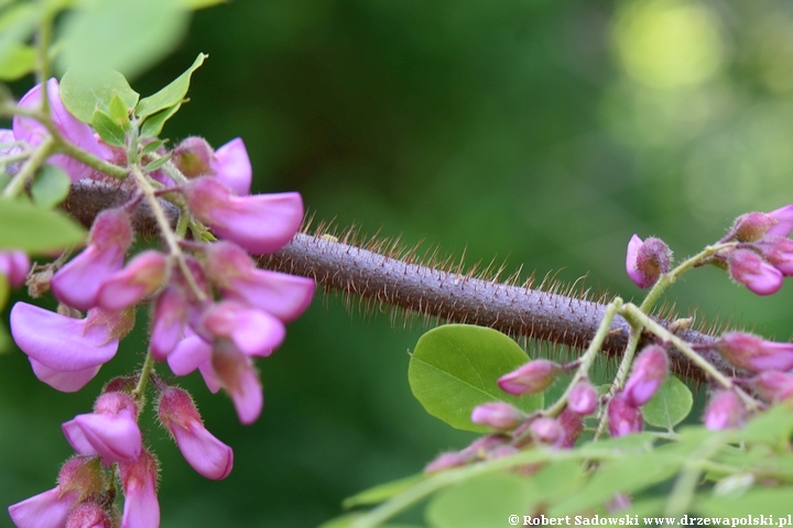 Robinia szczeciniasta - kwitnienie