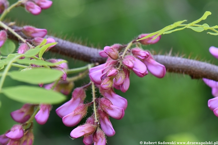 Robinia szczeciniasta - kwitnienie