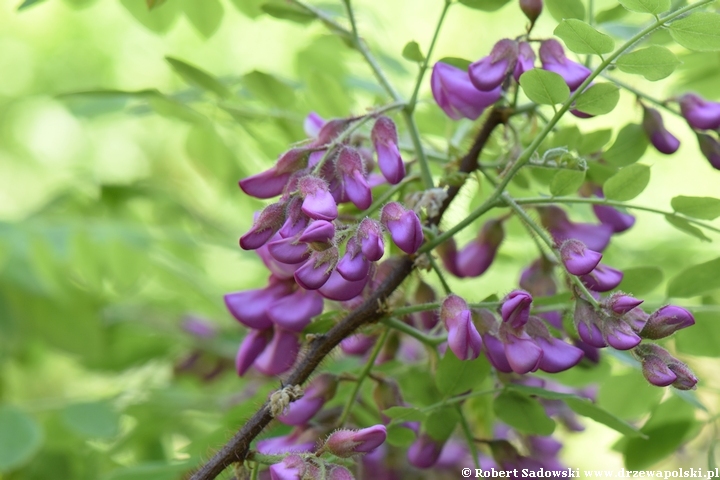 Robinia szczeciniasta - kwitnienie