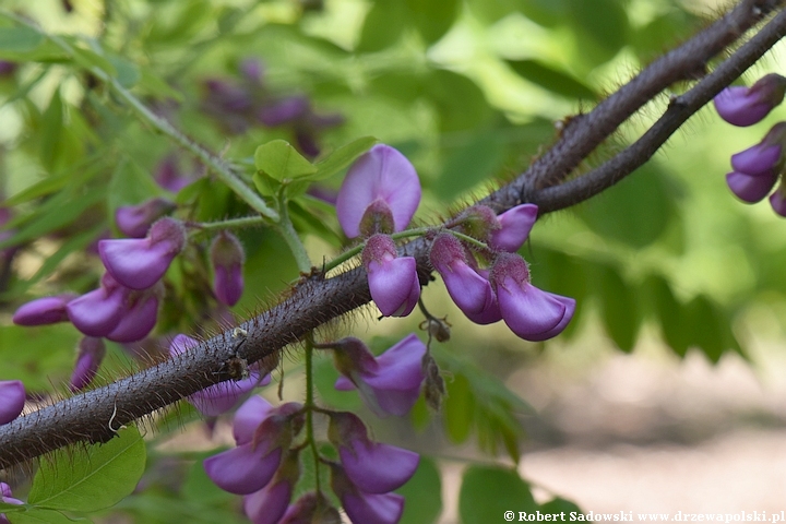 Robinia szczeciniasta - kwitnienie