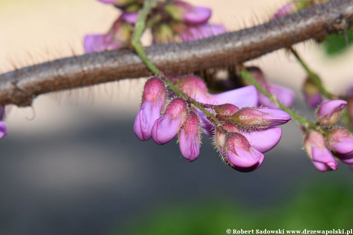 Robinia szczeciniasta - kwitnienie