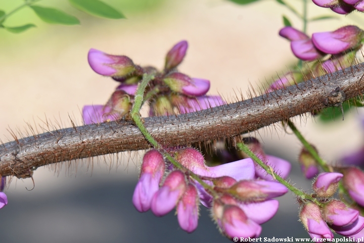 Robinia szczeciniasta - kwitnienie