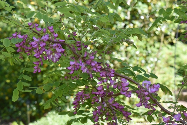 Robinia szczeciniasta - kwitnienie