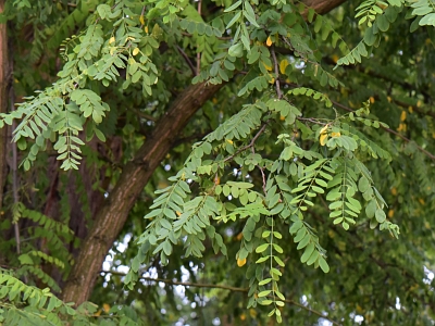 Robinia biała pierwszy liść