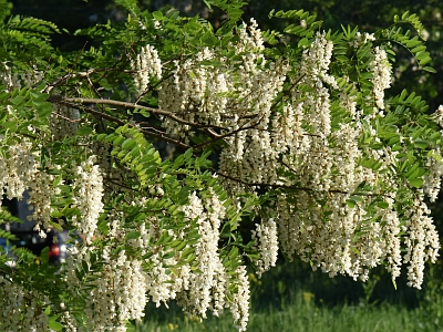 Robinia biała kwiatostany