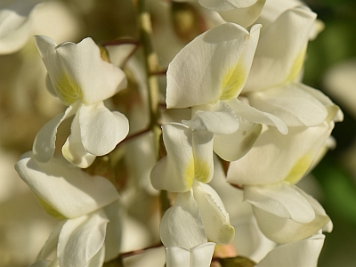 Robinia biała kwiaty