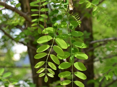 Robinia biała pierwszy liść