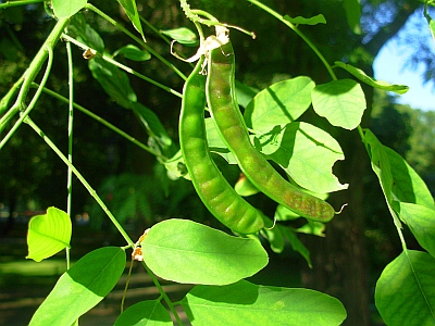 Robinia biała pierwszy liść