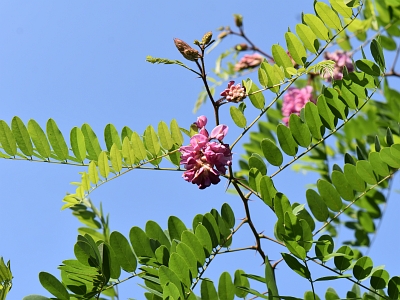 Robinia lepka gałązka