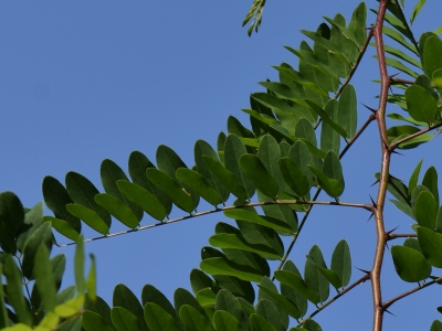 Robinia lepka liść