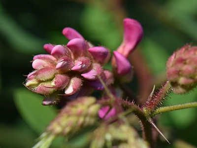 Robinia lepka pąk kwiatowy