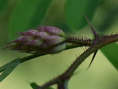 Robinia lepka pęd