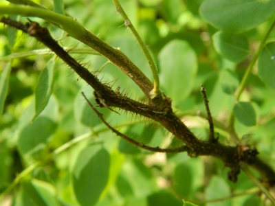 Robinia szczeciniasta pęd