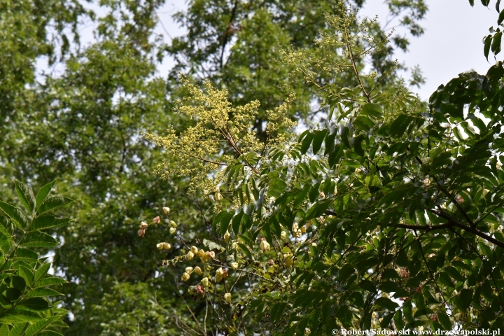 Koelreuteria bipinnata Koelreuteria bipinnata