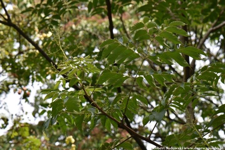 Koelreuteria bipinnata Koelreuteria bipinnata