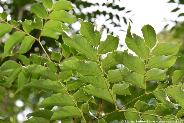 Koelreuteria bipinnata Koelreuteria bipinnata