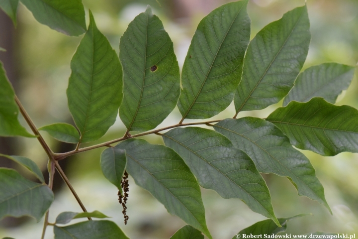 Koelreuteria bipinnata Koelreuteria bipinnata